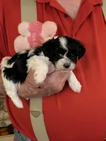 Lulu, a female Havanese and Shih Tzu for sale in Point, TX – Photo 2 of 5