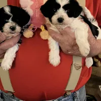 Lulu, a female Havanese and Shih Tzu for sale in Point, TX – Photo 4 of 5