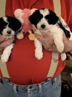 Lulu, a female Havanese and Shih Tzu for sale in Point, TX – Photo 4 of 5