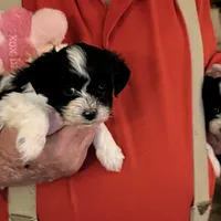 Lulu, a female Havanese and Shih Tzu for sale in Point, TX – Photo 1 of 5