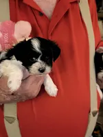 Lulu, a female Havanese and Shih Tzu for sale in Point, TX – Photo 1 of 5