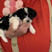 Lulu, a female Havanese and Shih Tzu for sale in Point, TX – Photo 5 of 5