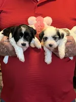 Rene, a female Havanese and Shih Tzu for sale in Point, TX – 3 of 8
