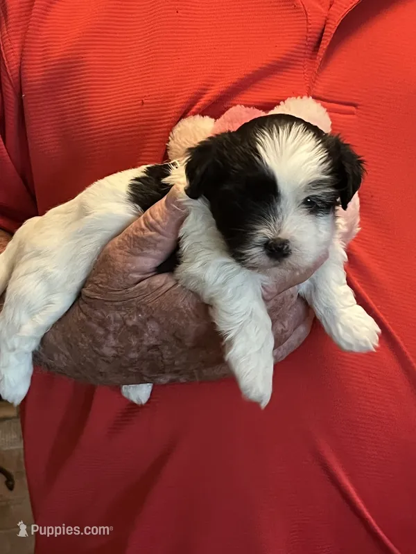 Niki – Havanese, Shih Tzu puppy for sale in Point, TX