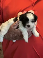 Niki, a female Havanese and Shih Tzu for sale in Point, TX – 1 of 6