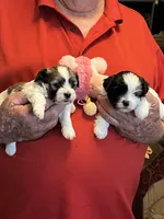 Niki, a female Havanese and Shih Tzu for sale in Point, TX – 6 of 6