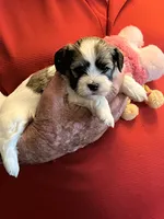 Ruby, a female Havanese and Shih Tzu for sale in Point, TX – 5 of 6