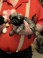 Niki, a female Havanese and Shih Tzu for sale in Point, TX – 2 of 5