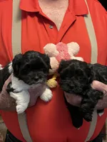 Yuma, a female Havanese and Shih Tzu for sale in Point, TX – 7 of 7