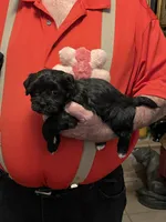 Zura, a female Havanese and Shih Tzu for sale in Point, TX – 4 of 6