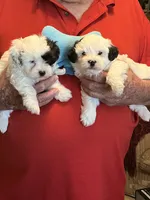 Poki, a male Havanese and Shih Tzu for sale in Point, TX – 4 of 5