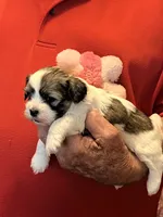 Ruby, a female Havanese and Shih Tzu for sale in Point, TX – 1 of 6
