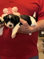 Rene, a female Havanese and Shih Tzu for sale in Point, TX – 2 of 8
