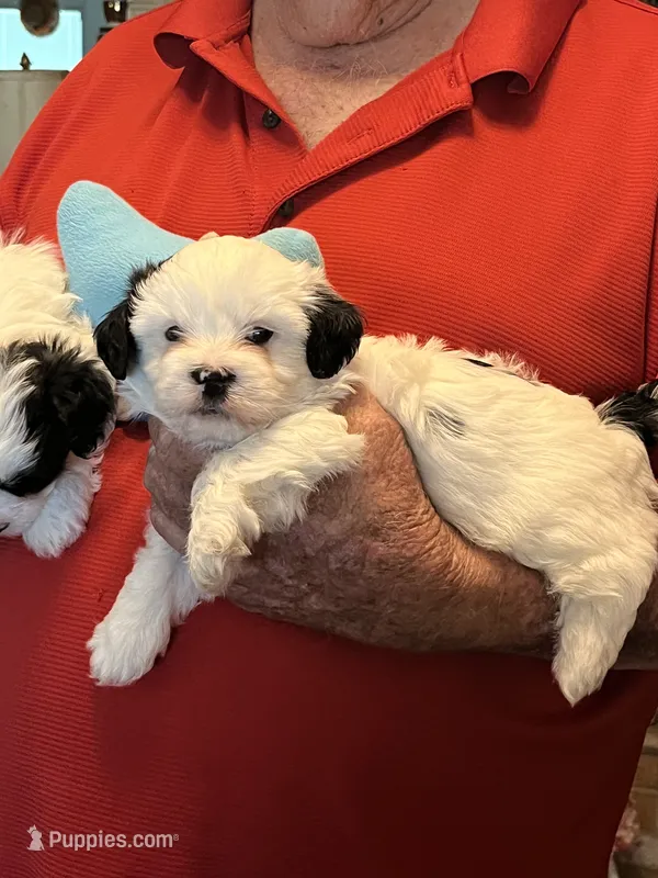 Poki – Havanese, Shih Tzu puppy for sale in Point, TX