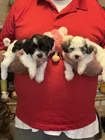 Rene, a female Havanese and Shih Tzu for sale in Point, TX – 8 of 8