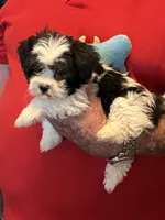Popi , a male Havanese and Shih Tzu for sale in Point, TX – 5 of 6