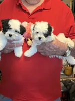 Mika , a female Havanese and Shih Tzu for sale in Point, TX – 6 of 6