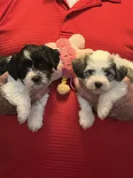Rene, a female Havanese and Shih Tzu for sale in Point, TX – 7 of 8