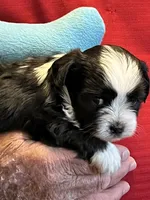 Rory, a male Havanese and Shih Tzu for sale in Point, TX – 2 of 8