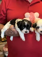 Rene, a female Havanese and Shih Tzu for sale in Point, TX – 5 of 8