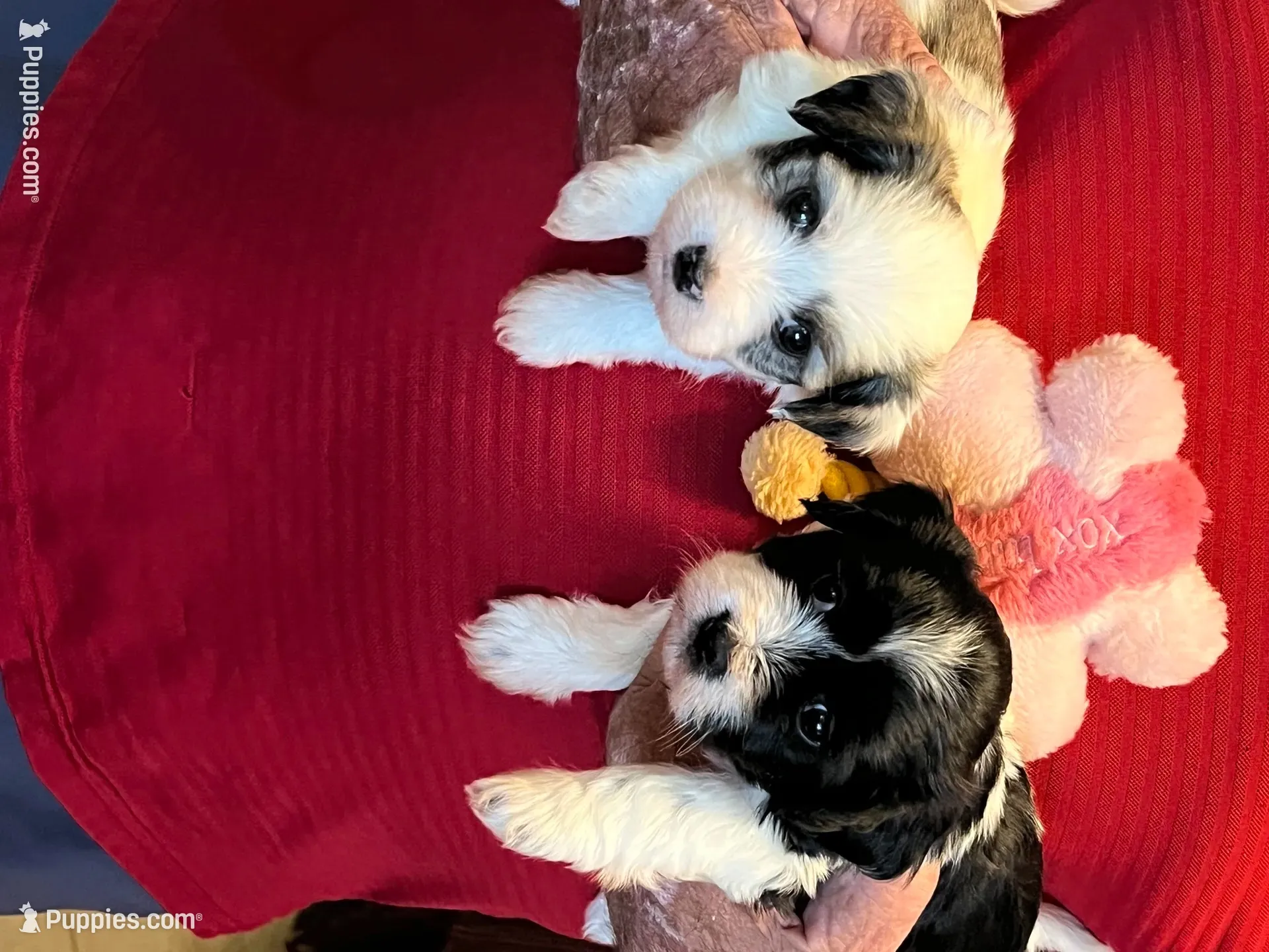 Remi, a male Havanese and Shih Tzu for sale in Point, TX – 8 of 8