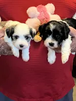 Remi, a female Havanese and Shih Tzu for sale in Point, TX – 4 of 8
