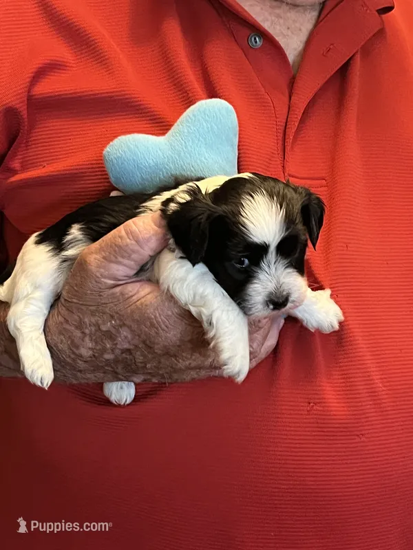 Niko – Havanese, Shih Tzu puppy for sale in Point, TX