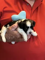 Niko, a male Havanese and Shih Tzu for sale in Point, TX – 1 of 5