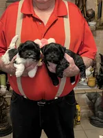 Yuma, a female Havanese and Shih Tzu for sale in Point, TX – 6 of 7