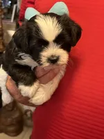 Rory, a male Havanese and Shih Tzu for sale in Point, TX – 6 of 8