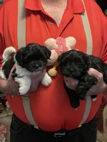 Zura, a female Havanese and Shih Tzu for sale in Point, TX – 6 of 6
