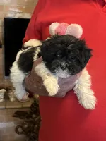 Lako, a female Havanese and Shih Tzu for sale in Point, TX – 2 of 6