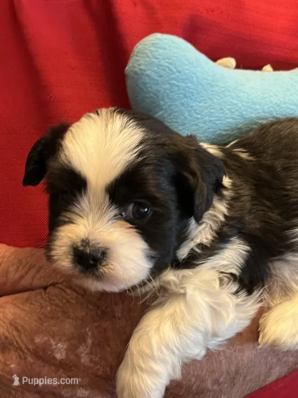 Rory – Havanese, Shih Tzu puppy for sale in Point, TX