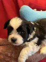Rory, a male Havanese and Shih Tzu for sale in Point, TX – 1 of 8
