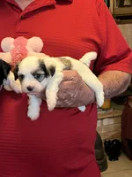 Remi, a female Havanese and Shih Tzu for sale in Point, TX – 2 of 8