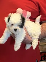 Mika , a female Havanese and Shih Tzu for sale in Point, TX – 2 of 6