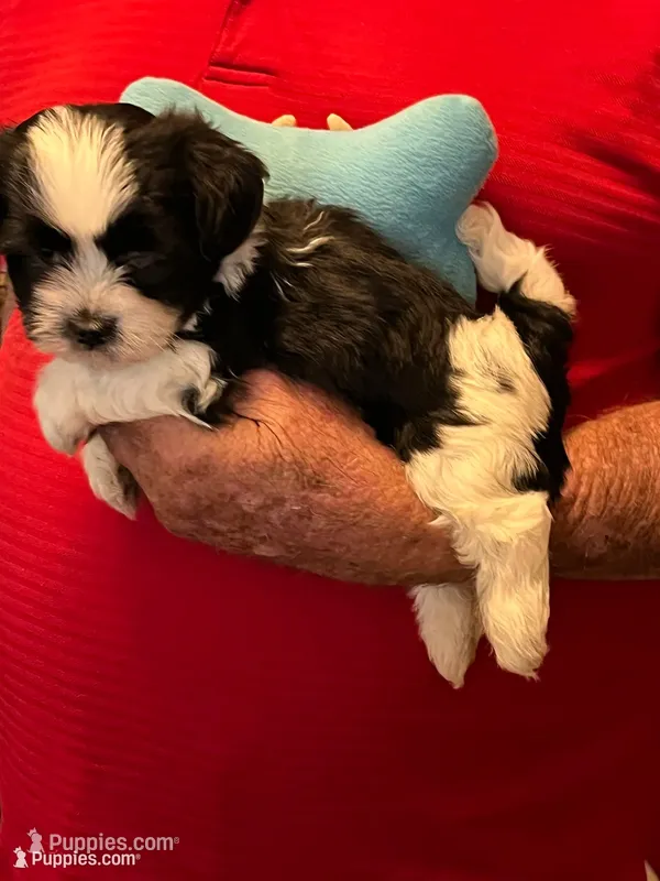 Rory – Havanese, Shih Tzu puppy for sale in Point, TX