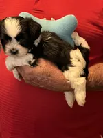 Rory, a male Havanese and Shih Tzu for sale in Point, TX – 5 of 8