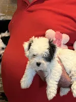 Mika , a female Havanese and Shih Tzu for sale in Point, TX – 3 of 6