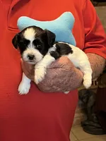 Niko, a male Havanese and Shih Tzu for sale in Point, TX – 2 of 5