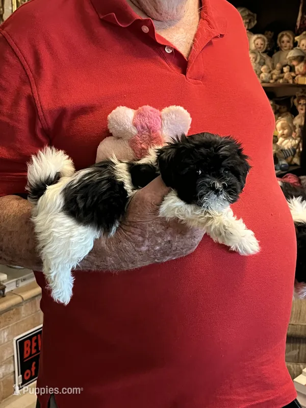 Lako – Havanese, Shih Tzu puppy for sale in Point, TX
