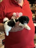 Lako, a female Havanese and Shih Tzu for sale in Point, TX – 1 of 6