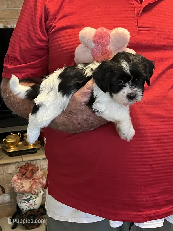 Rene – Havanese, Shih Tzu puppy for sale in Point, TX