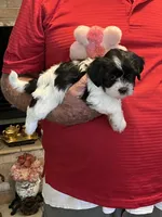 Rene, a female Havanese and Shih Tzu for sale in Point, TX – 1 of 8