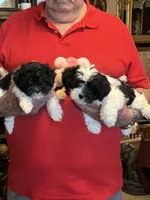 Kaki, a female Havanese and Shih Tzu for sale in Point, TX – 5 of 5