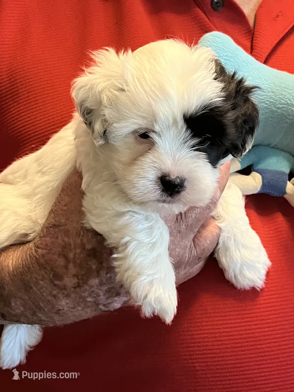 Zeke – Havanese, Shih Tzu puppy for sale in Point, TX