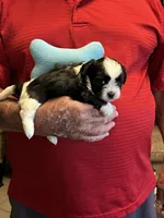 Rory, a male Havanese and Shih Tzu for sale in Point, TX – 3 of 8