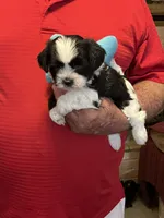 Rory, a male Havanese and Shih Tzu for sale in Point, TX – 8 of 8