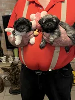Niki, a female Havanese and Shih Tzu for sale in Point, TX – 4 of 5