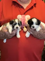 Ruby, a female Havanese and Shih Tzu for sale in Point, TX – 4 of 6